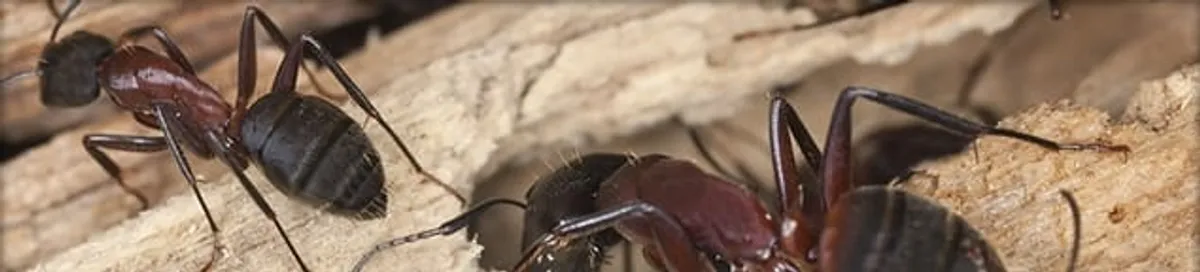 Close-up of ants on wood showing an active ant infestation in San Antonio, TX