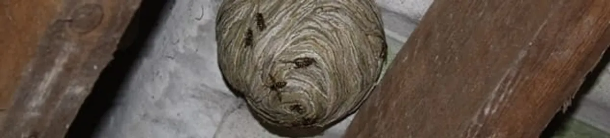 Wasp nest in an attic space, a common home infestation risk in San Antonio, TX