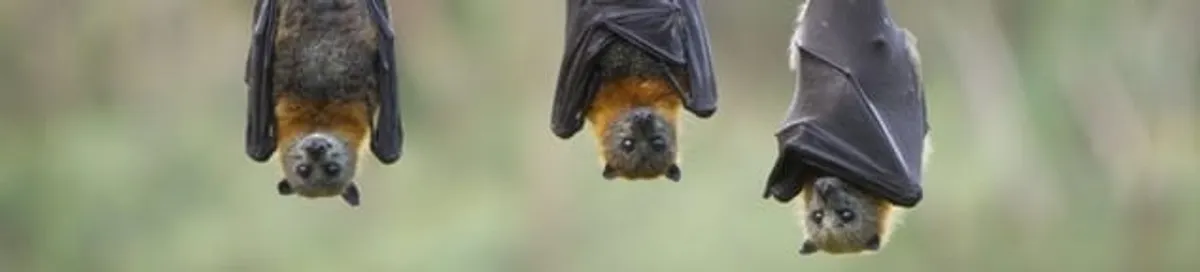 Bats roosting together, a common sign of a bat infestation in San Antonio, TX