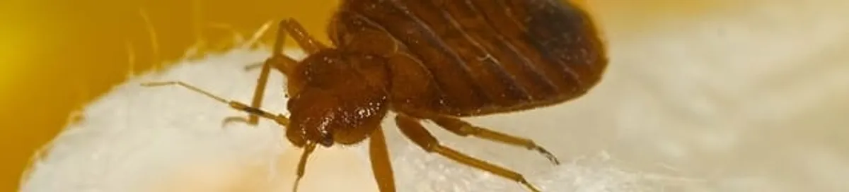 Close-up of a bed bug, a sign of an active infestation in San Antonio, TX