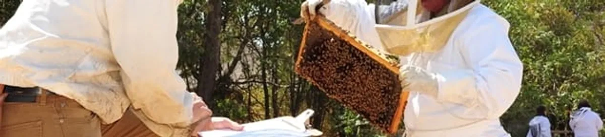 Bee removal specialists relocating a hive and honeycomb safely in San Antonio, TX
