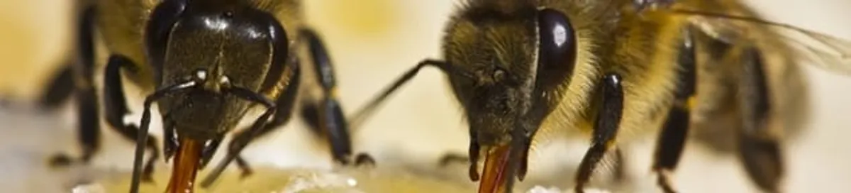 Close-up of honey bees, a sign of a nearby hive in San Antonio, TX