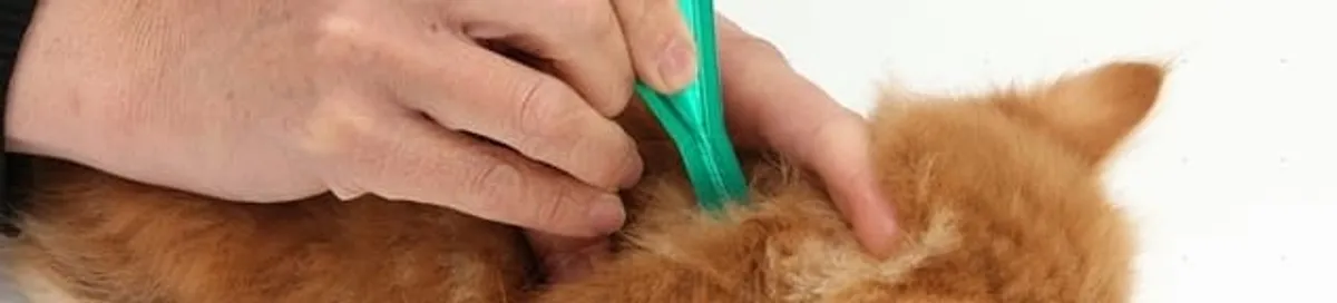 Flea treatment for pets using a flea comb, a sign of flea problems in San Antonio, TX