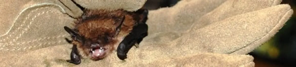 Bat removal specialist holding a bat safely during humane exclusion in San Antonio, TX