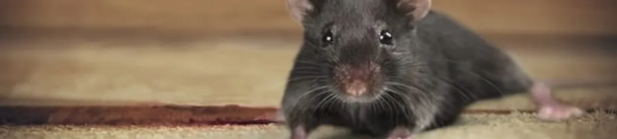 Mouse indoors, a common sign of a rodent infestation in San Antonio, TX