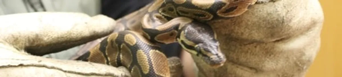 Snake removal specialist safely handling a snake with protective gloves in San Antonio, TX
