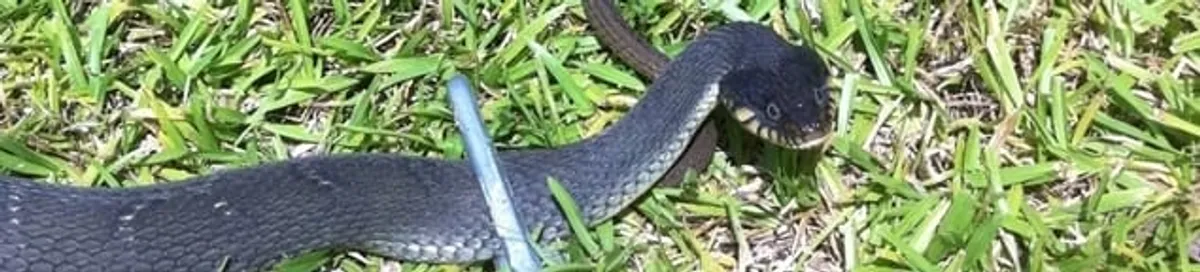 Snake in a yard, a common sign of a snake problem near a home in San Antonio, TX