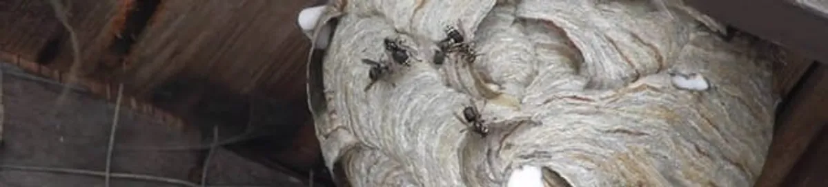 Close-up of a wasp nest with active wasps, a sign of an infestation in San Antonio, TX